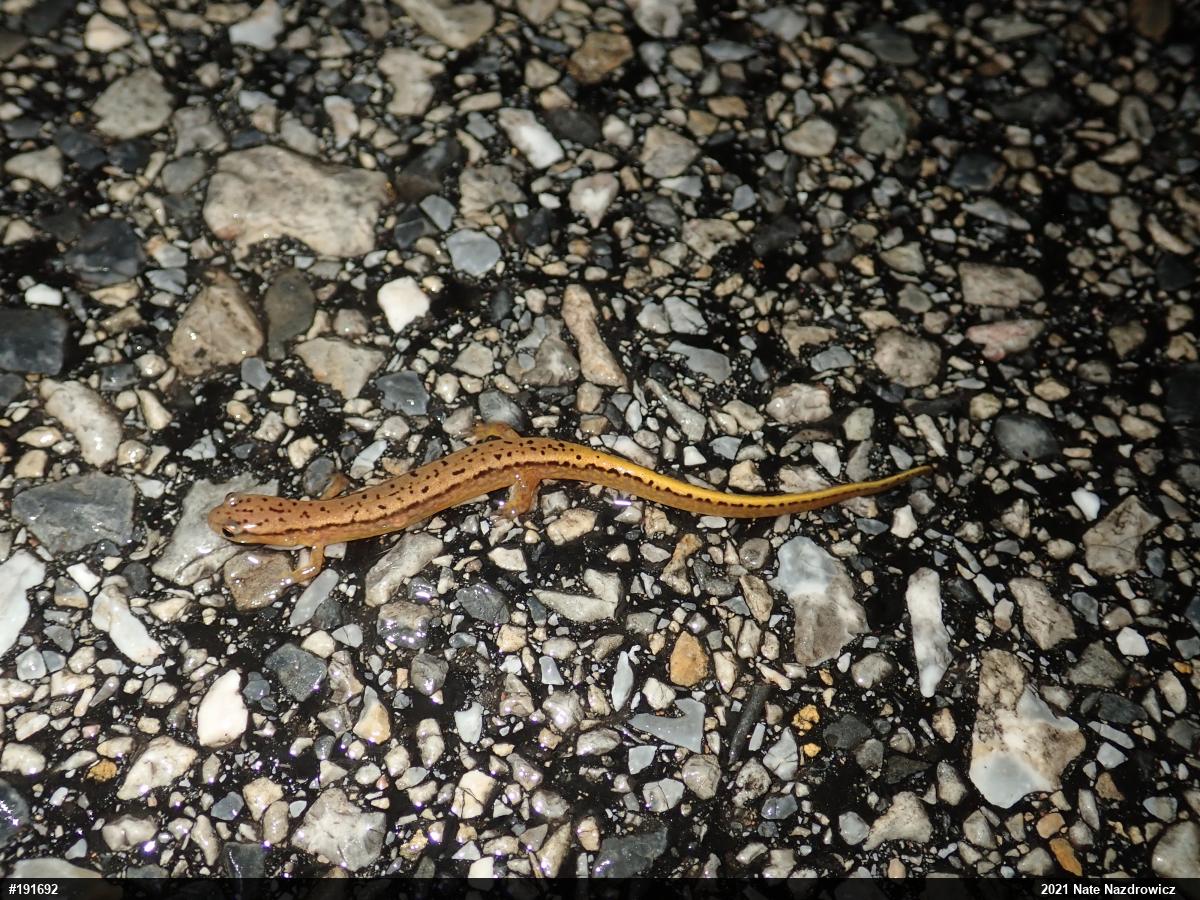 Northern Two-lined Salamander