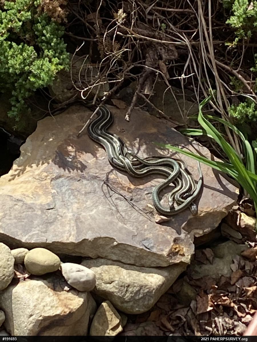 Eastern Gartersnake