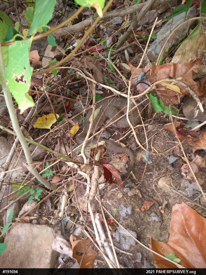 Northern Watersnake