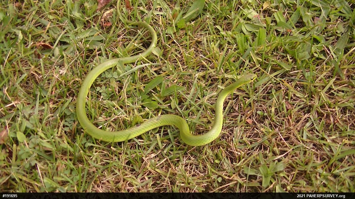Smooth Greensnake