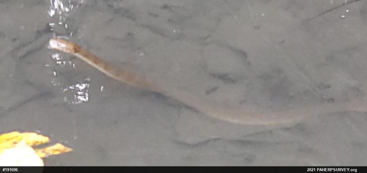 Northern Watersnake