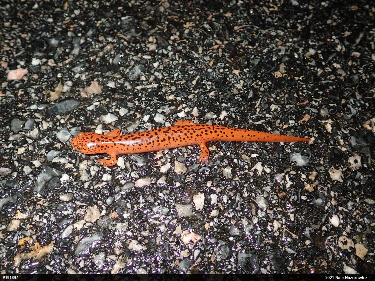 Northern Red Salamander