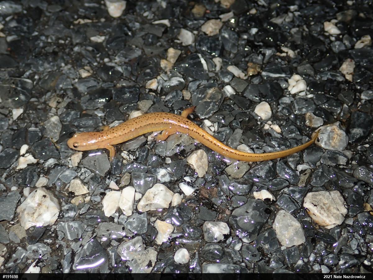 Northern Two-lined Salamander
