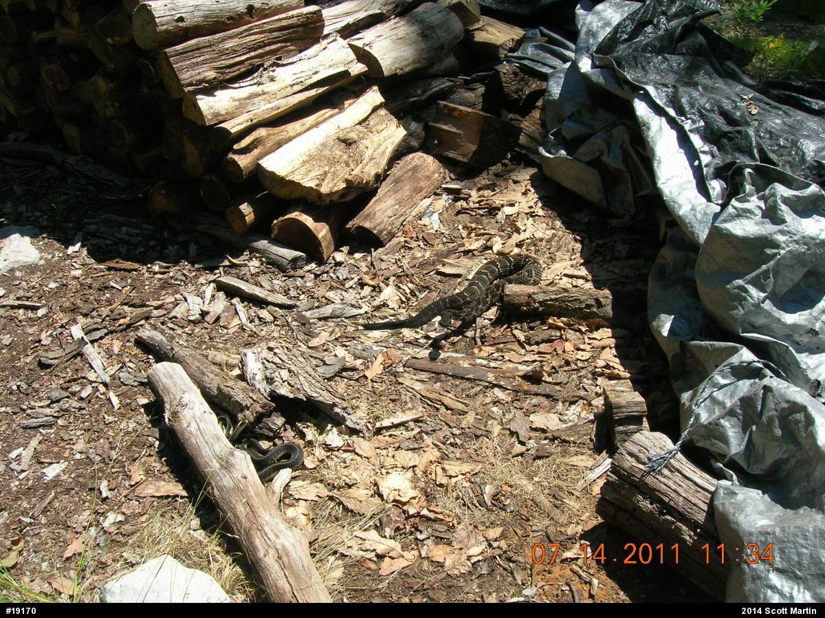 Eastern Gartersnake