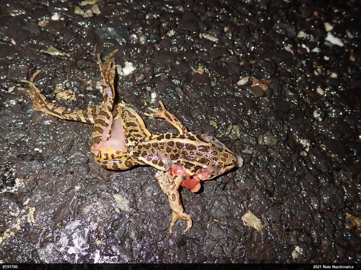 Pickerel Frog