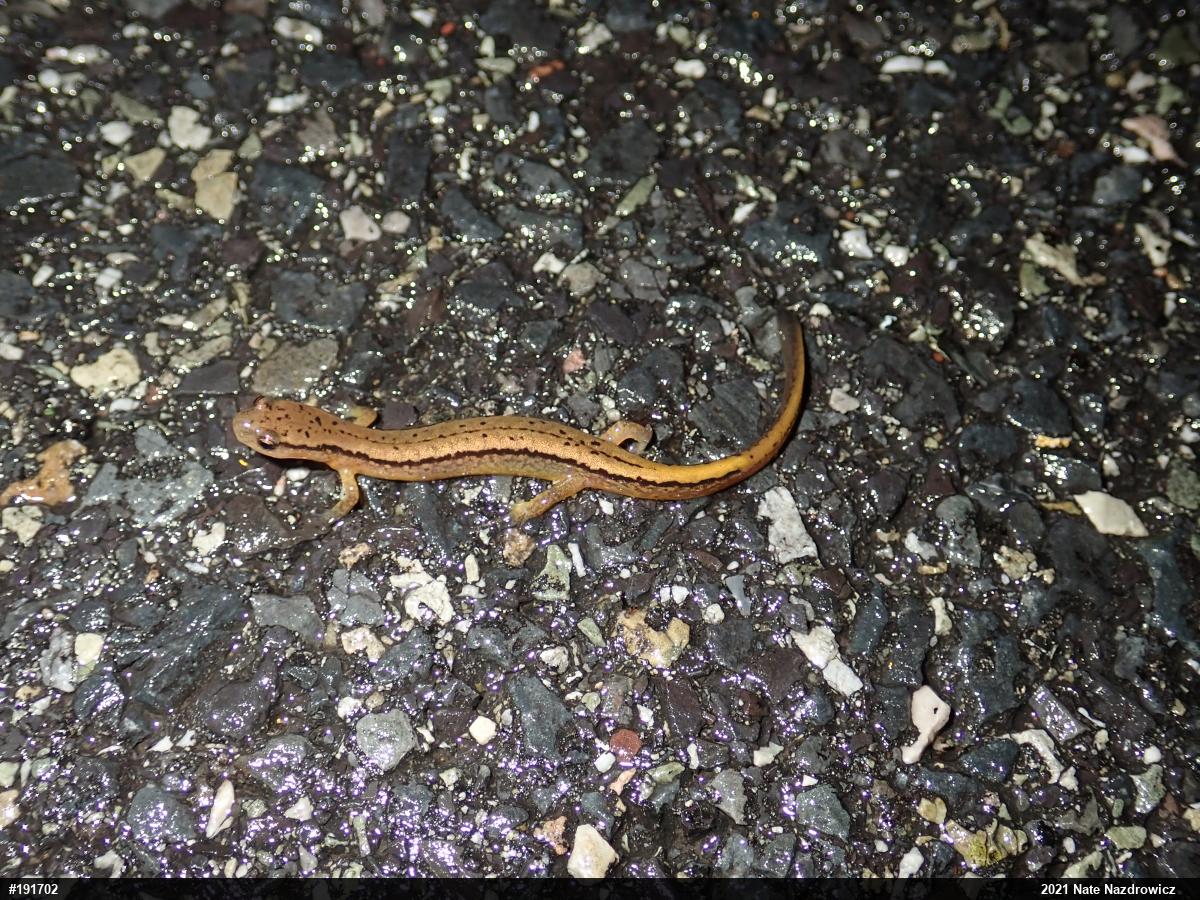 Northern Two-lined Salamander