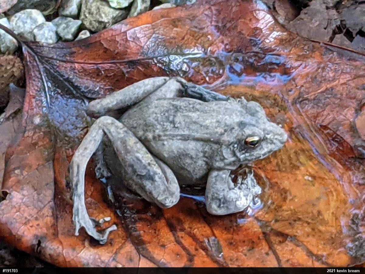 Wood Frog