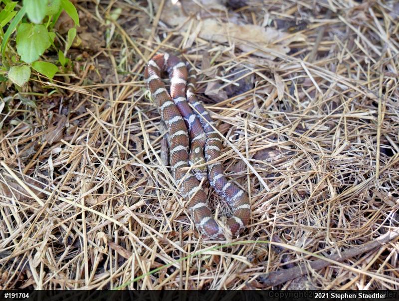Eastern Milksnake