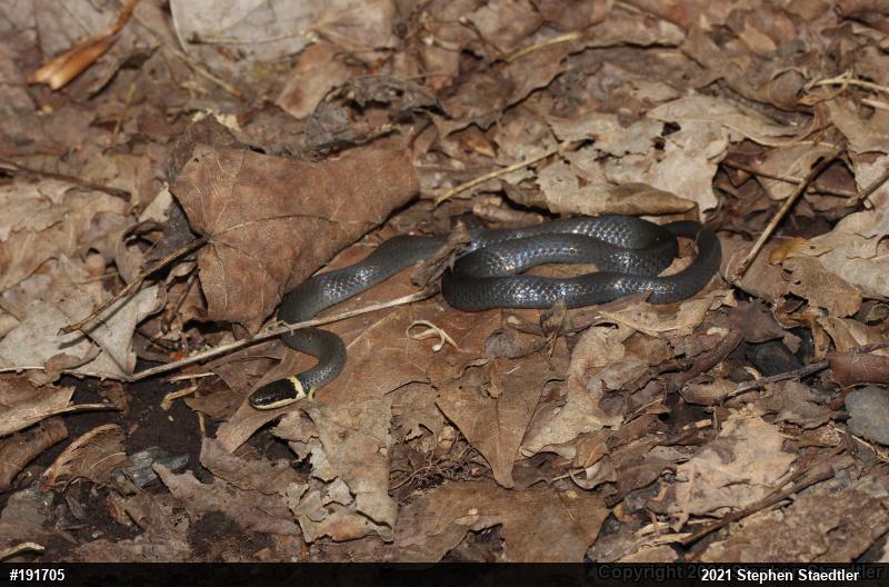 Northern Ring-necked Snake