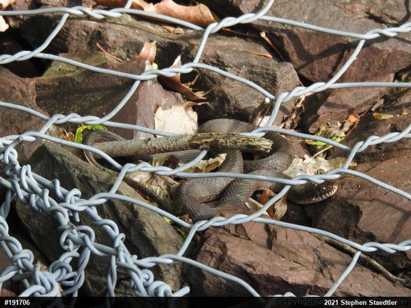 Northern Watersnake