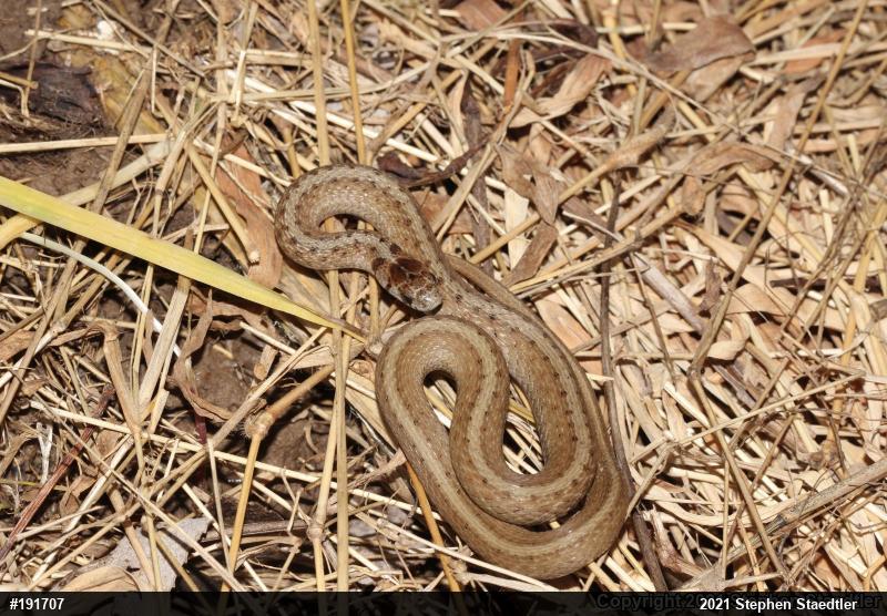 Dekay's Brownsnake