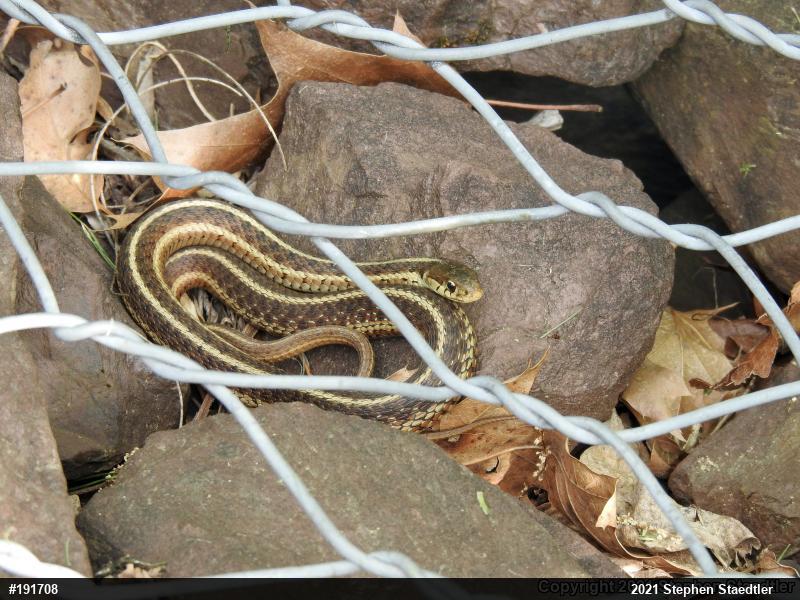 Eastern Gartersnake