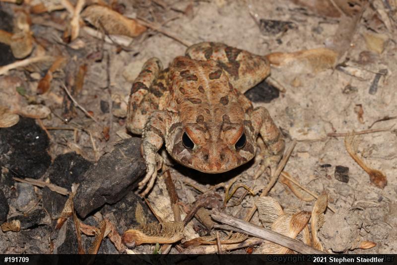 Fowler's Toad