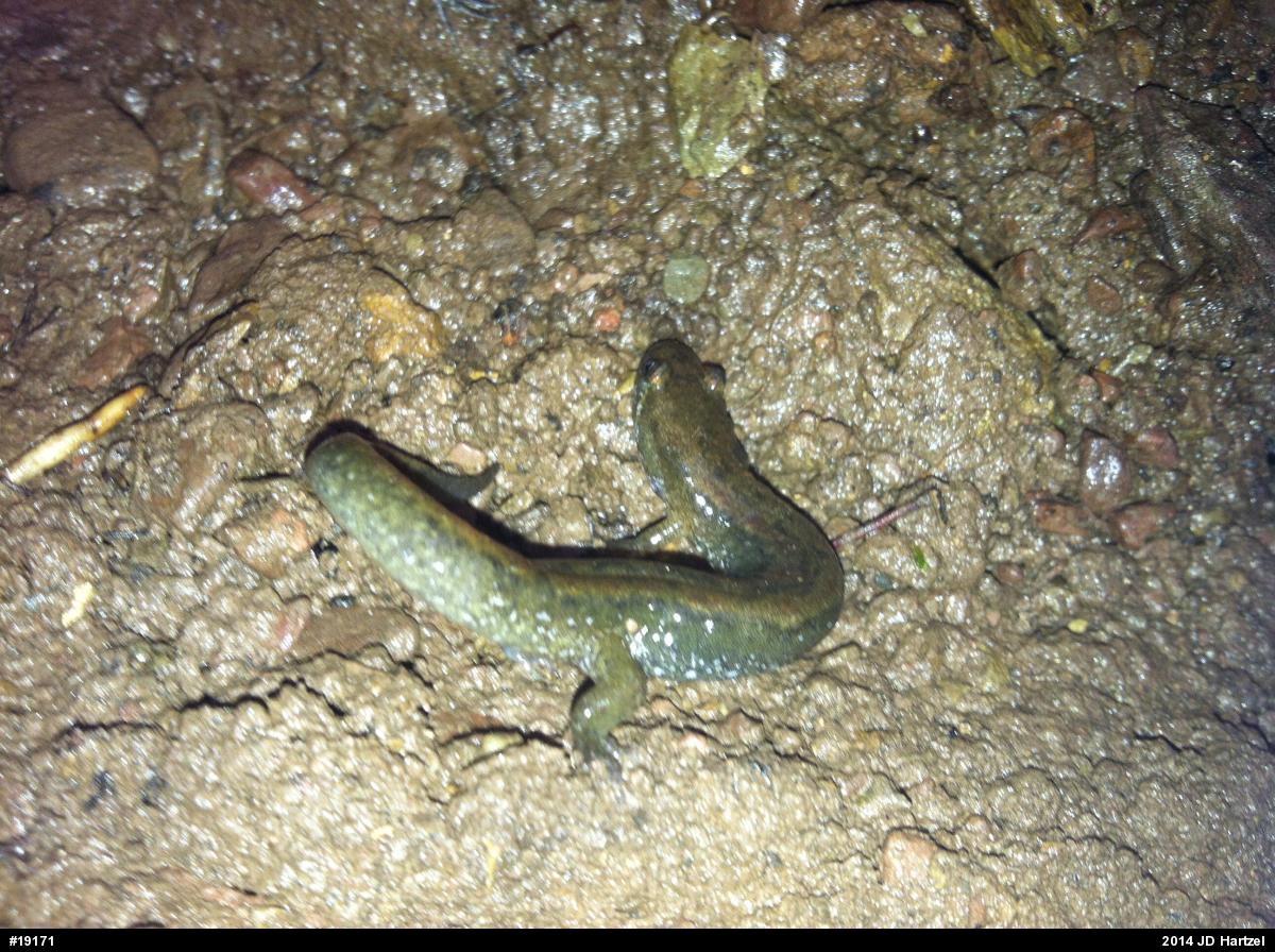 Northern Dusky Salamander