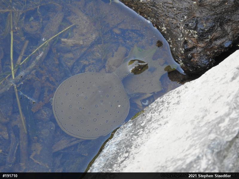 Eastern Spiny Softshell