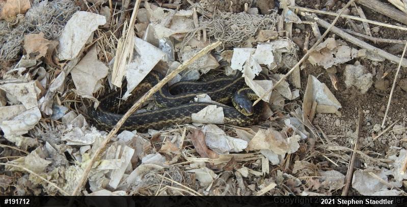 Eastern Gartersnake