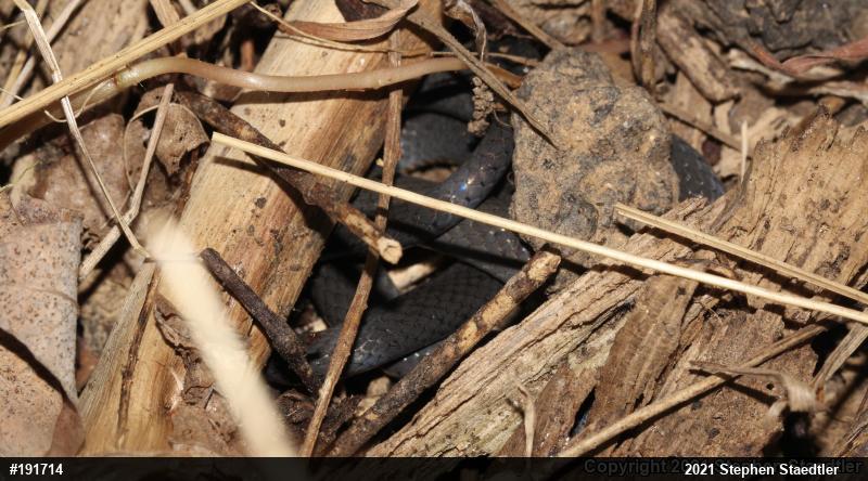 Northern Ring-necked Snake