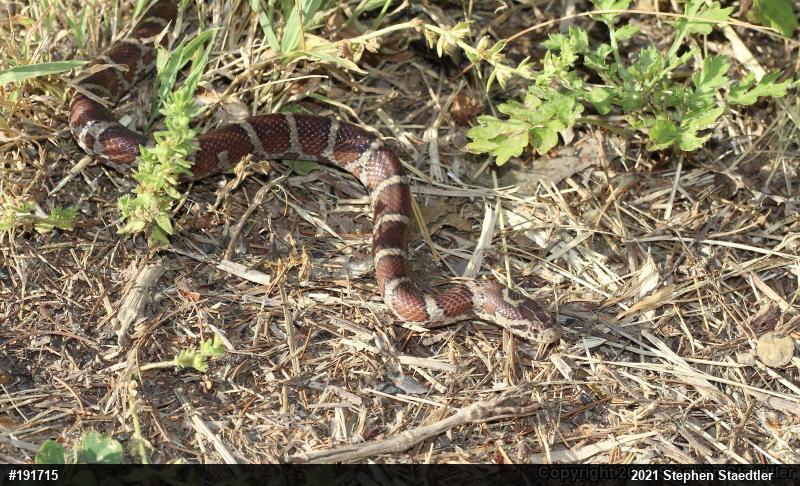 Eastern Milksnake