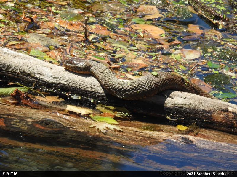 Northern Watersnake
