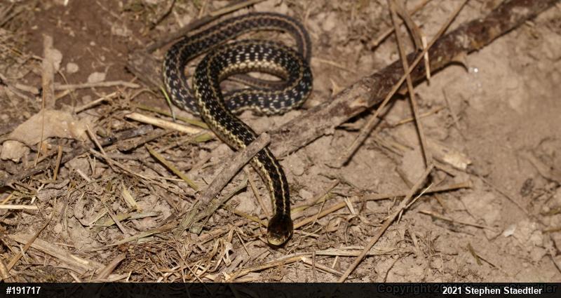 Eastern Gartersnake