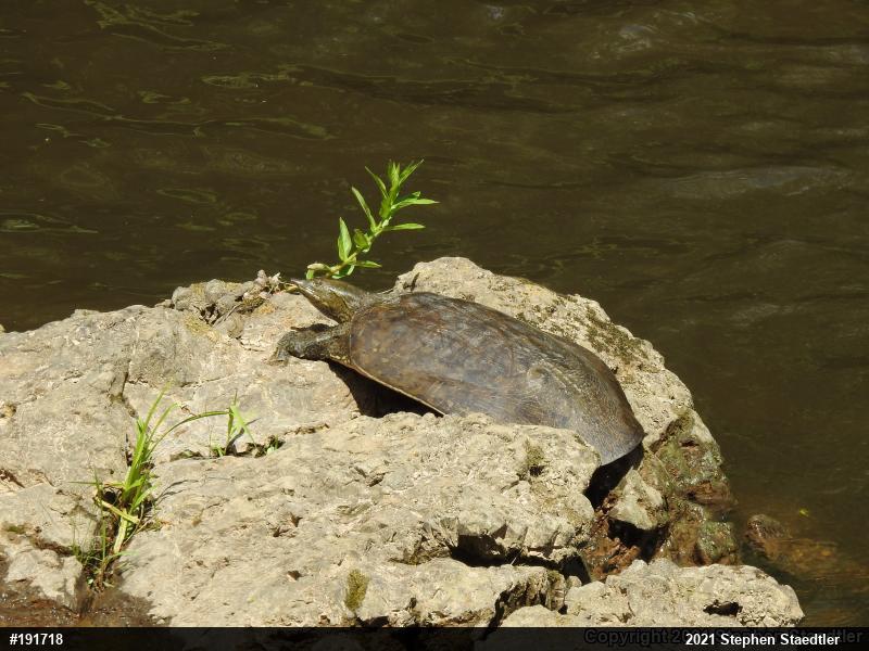 Eastern Spiny Softshell