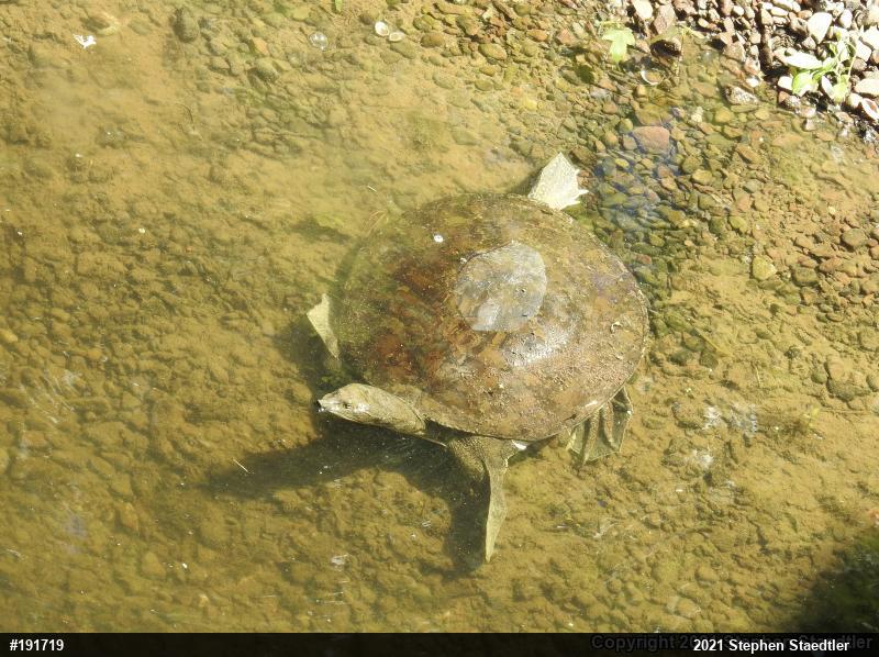 Eastern Spiny Softshell