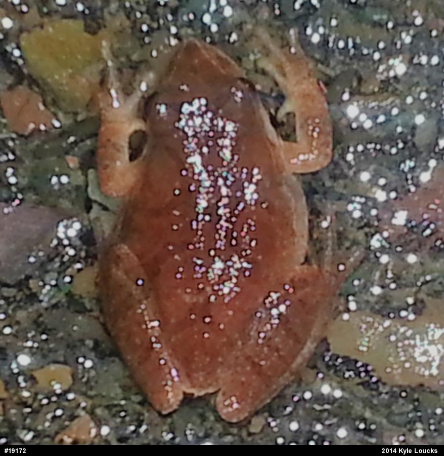 Spring Peeper
