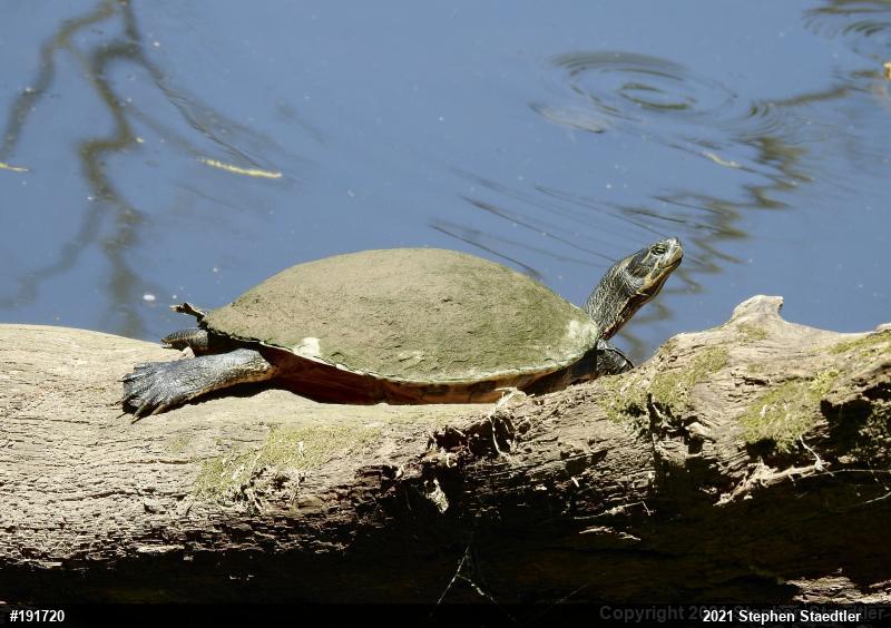 River Cooter