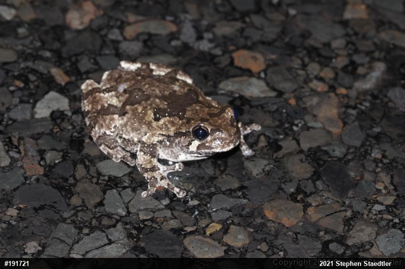 Unknown Gray Treefrog
