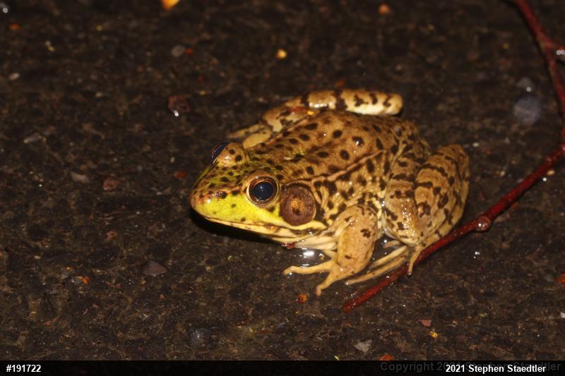 Green Frog