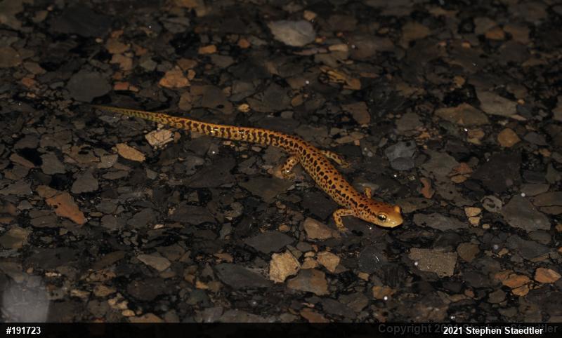 Eastern Long-tailed Salamander