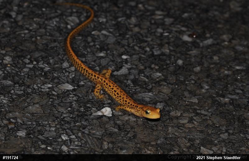 Eastern Long-tailed Salamander