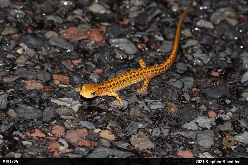 Eastern Long-tailed Salamander