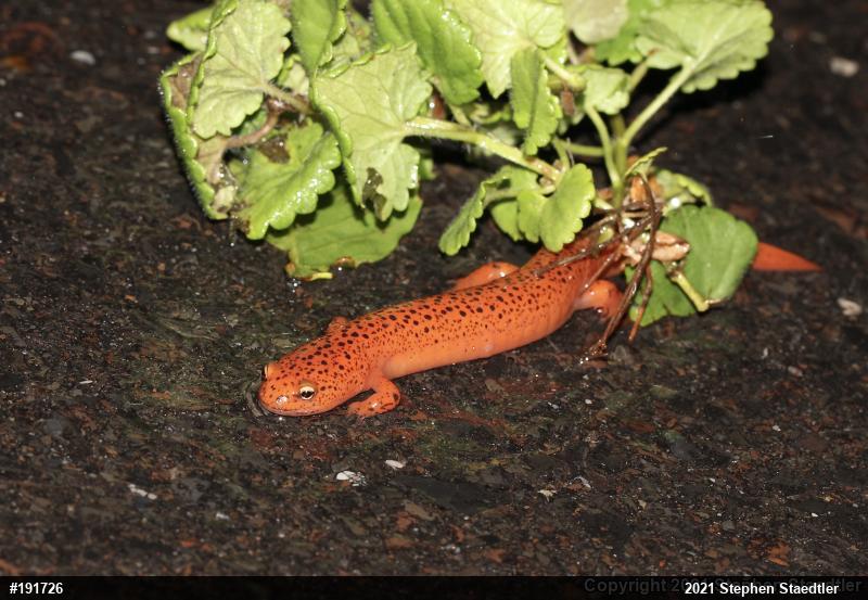 Northern Red Salamander