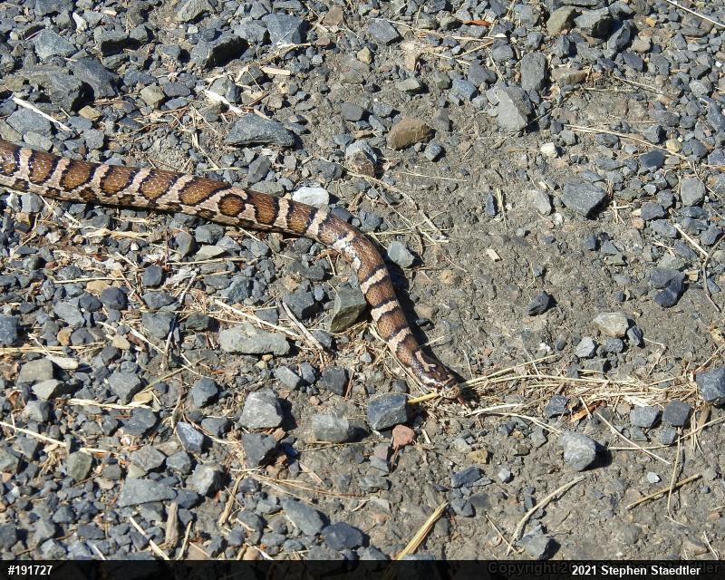Eastern Milksnake