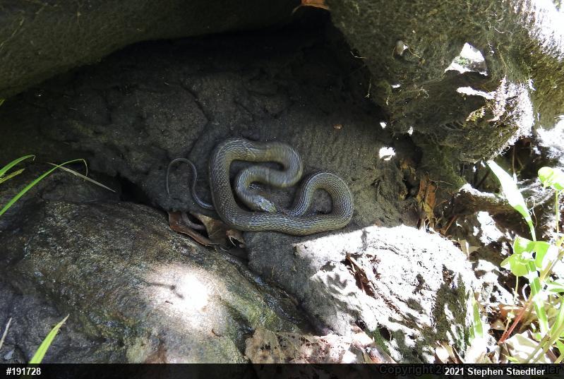 Northern Watersnake