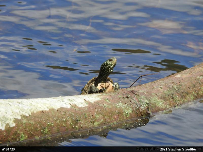 Northern Map Turtle