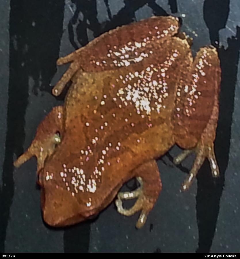 Spring Peeper
