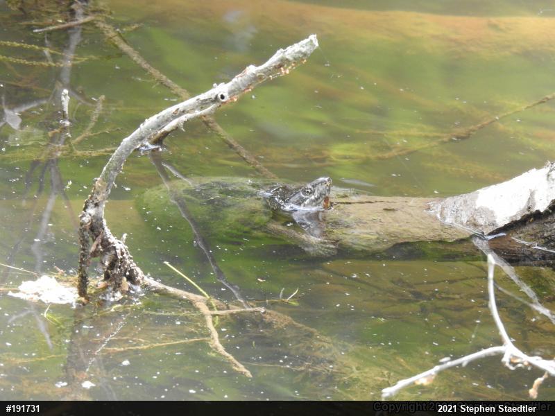 Eastern Musk Turtle