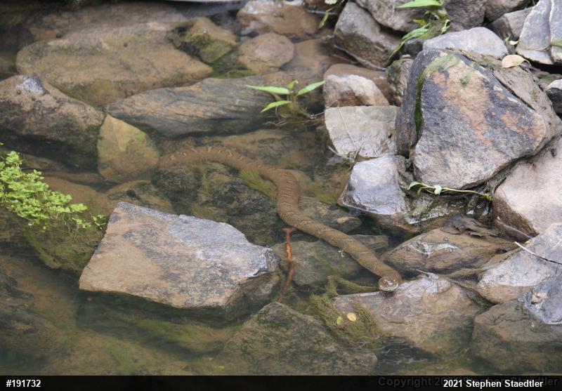Northern Watersnake