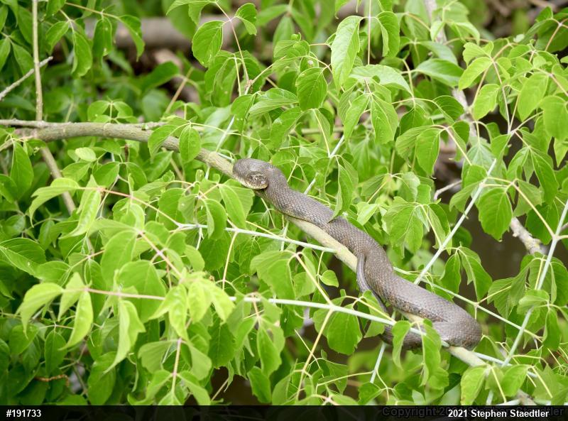 Northern Watersnake