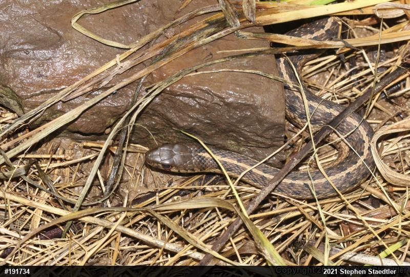 Eastern Gartersnake