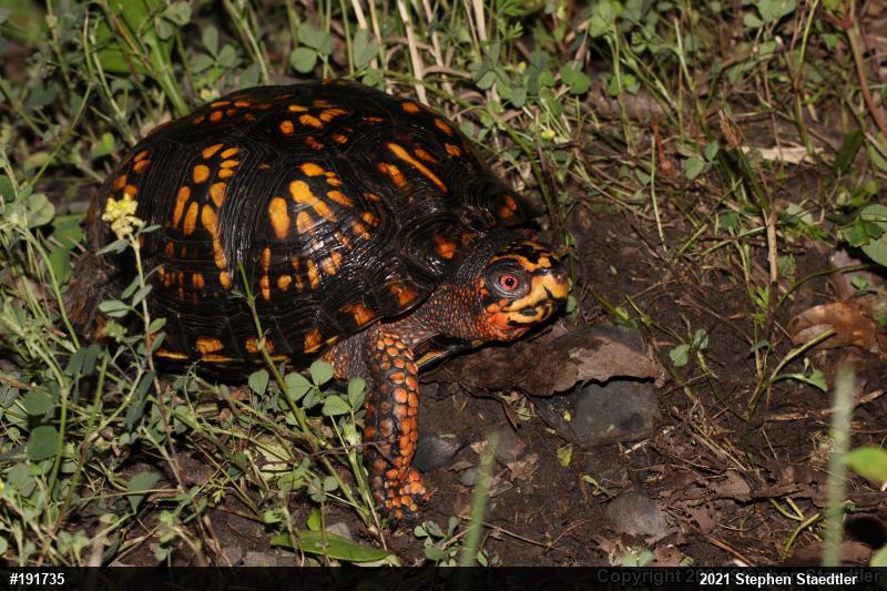 Eastern Box Turtle