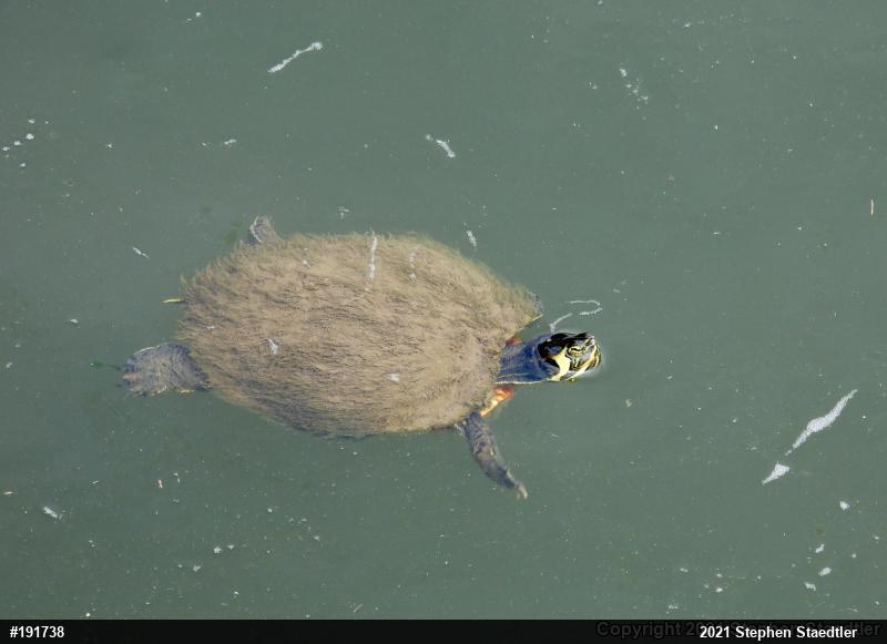 Yellow-bellied Slider