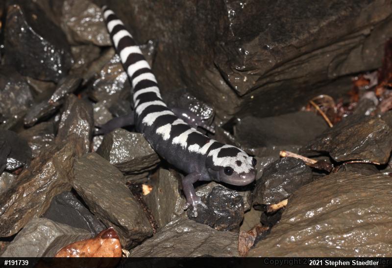 Marbled Salamander