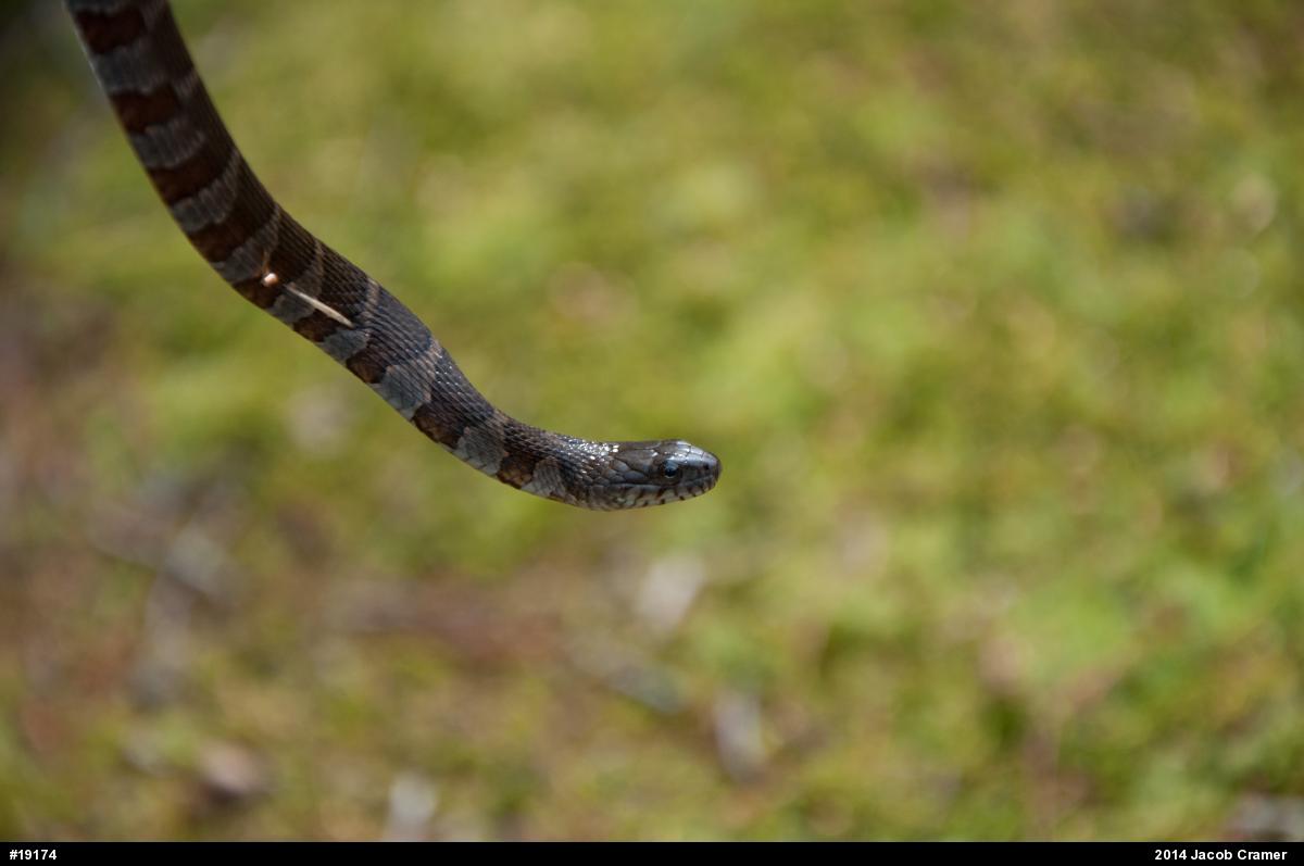 Northern Watersnake