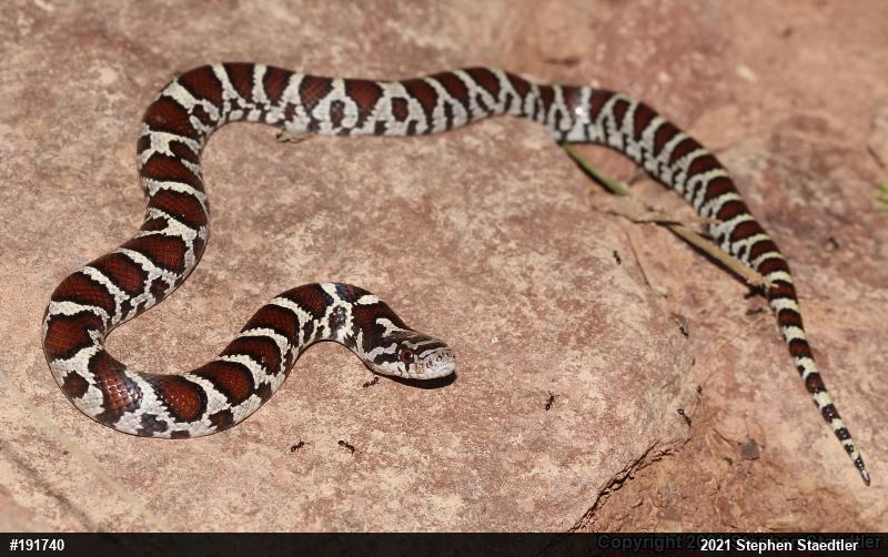 Eastern Milksnake