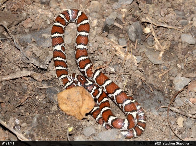 Eastern Milksnake