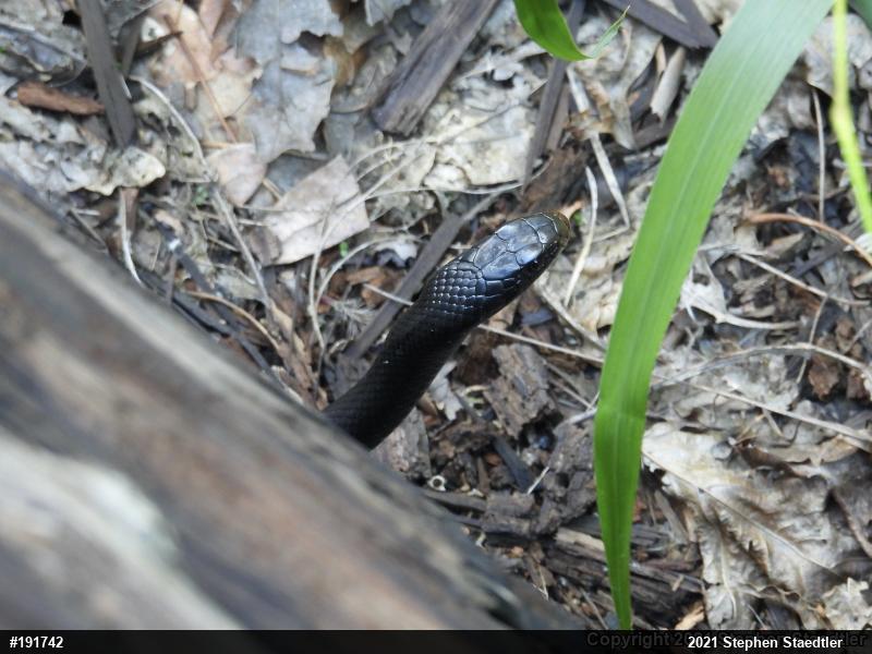 Northern Black Racer