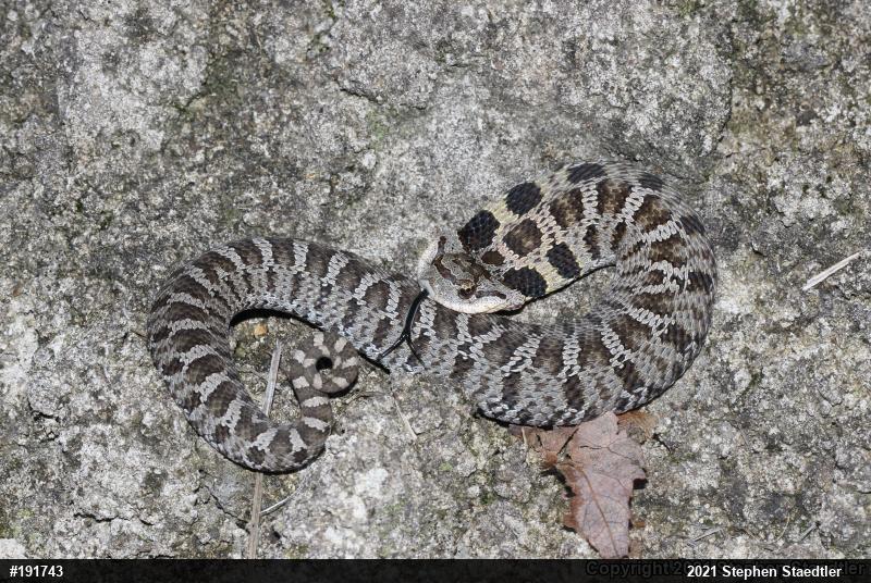 Eastern Hog-nosed Snake